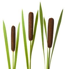 Image of cattails