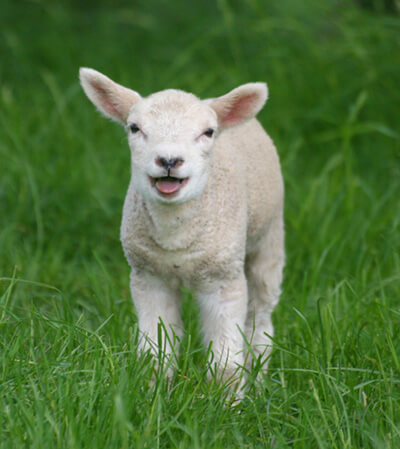 Lamb in green field